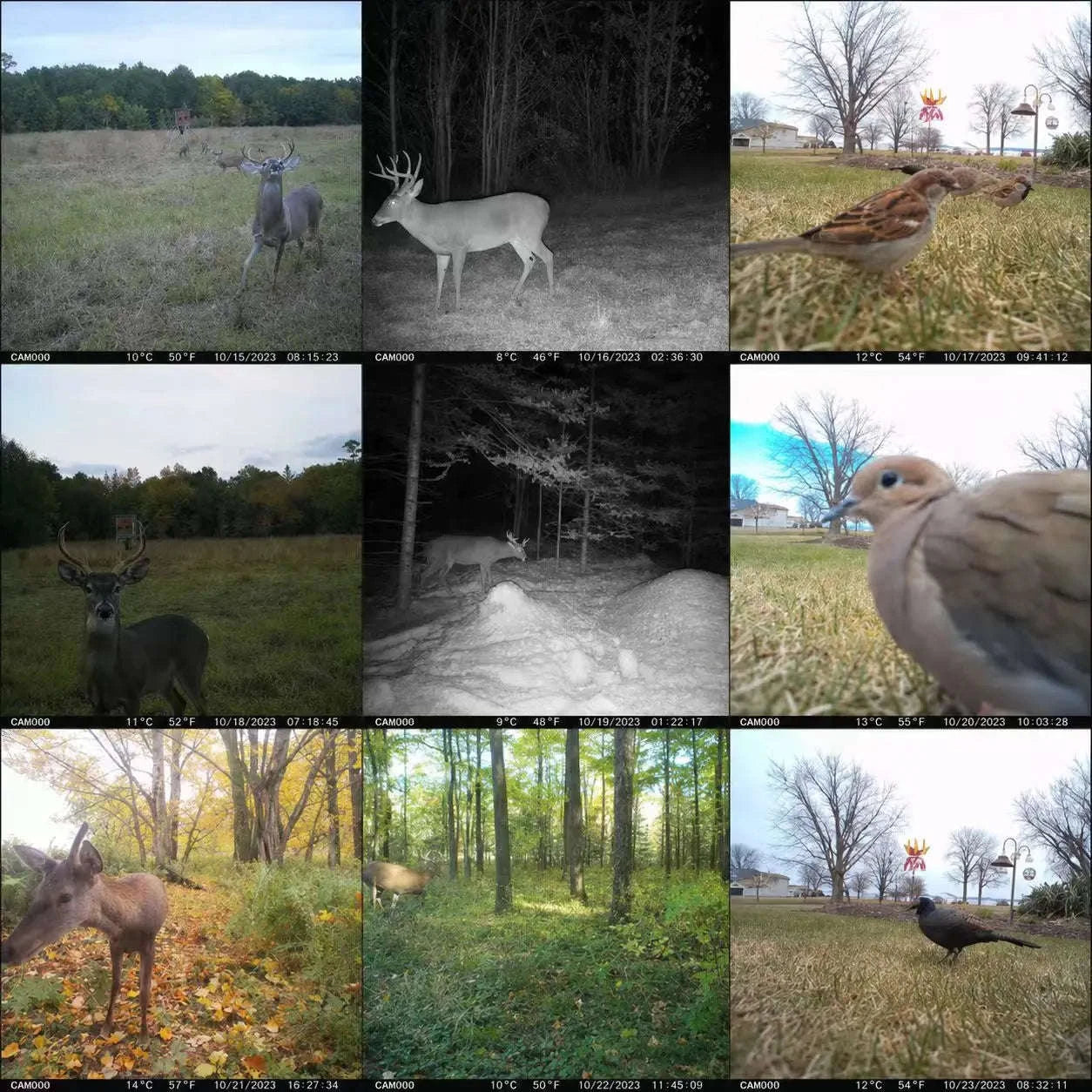 4G Cellular 2K Solar PIR Motion Activated Trail Camera IP66 Night Vision-EU 4G Trail Cam 64G / China Mainland