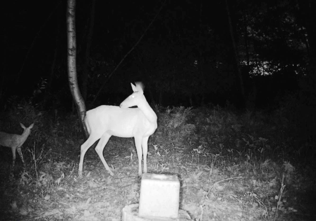 4G Cellular Trail Camera 36MP 1080P Night Vision IP66-Default Title
