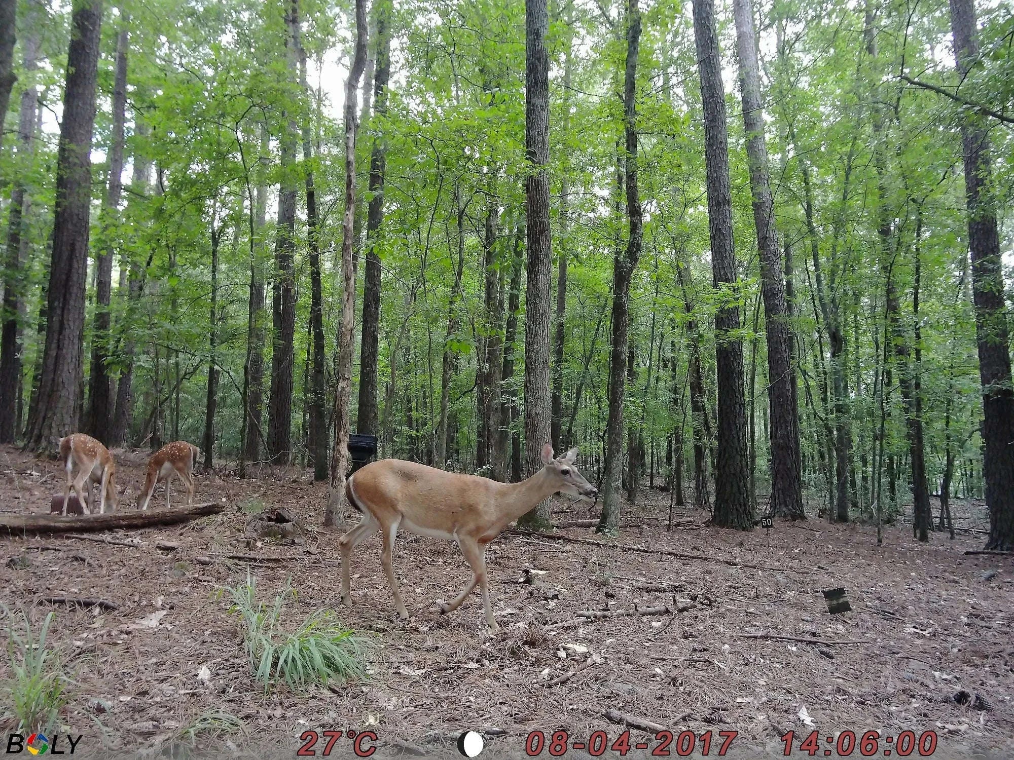 4G Cellular Trail Camera 36MP 1080P Night Vision IP66-Default Title