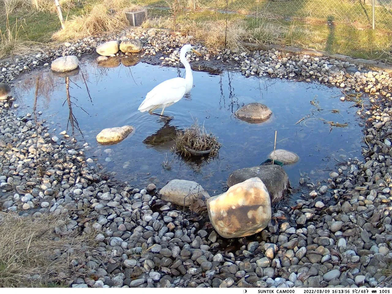 4K Live Stream Camera Hunting Trail Camera-Europe Version