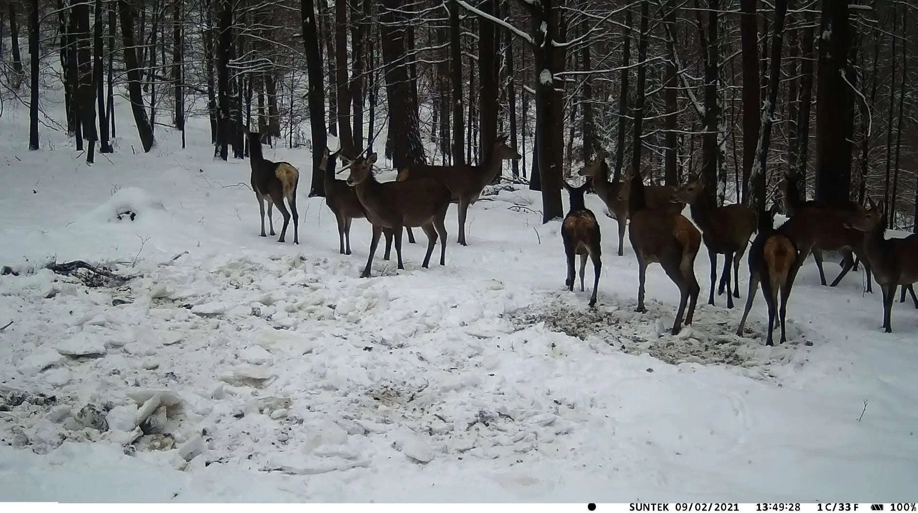 4K Live Stream Camera Hunting Trail Camera-Europe Version