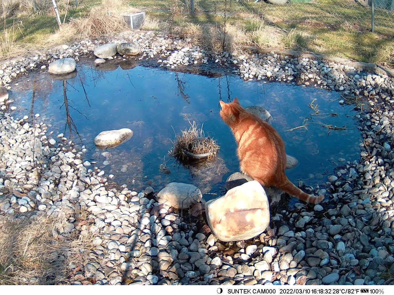 4K Live Stream Camera Hunting Trail Camera-Europe Version