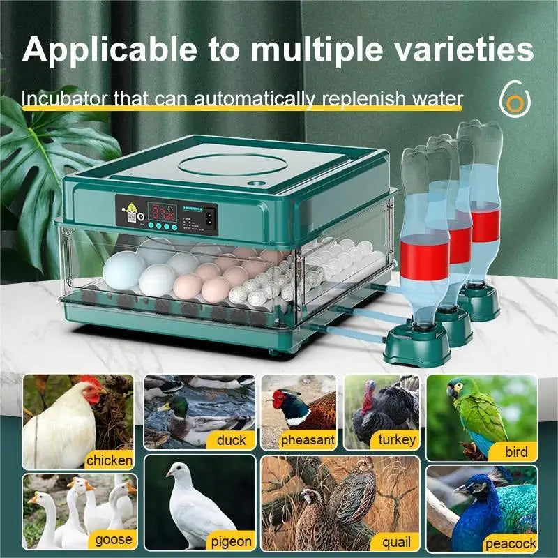 Egg Incubator with Automatic Temperature and Water Replenishment