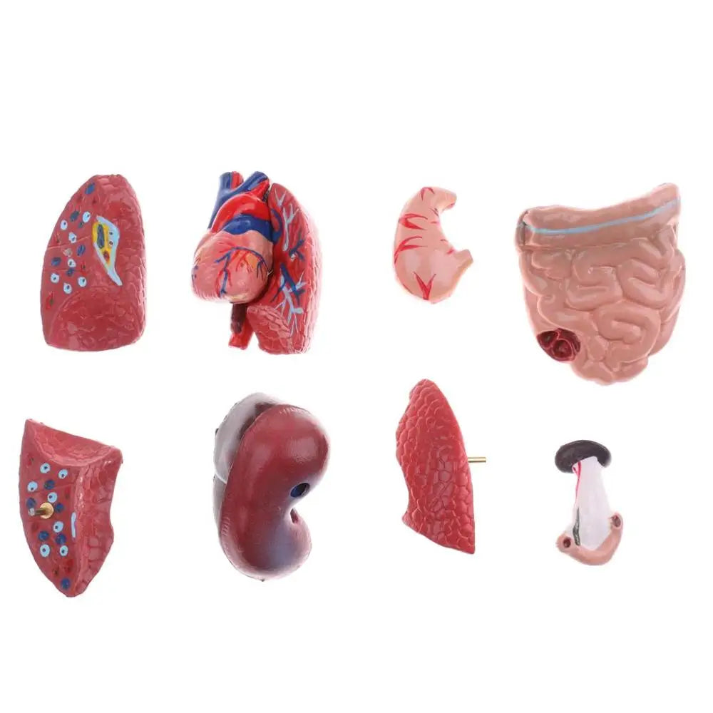 Modello anatomico del torso umano - 15 parti, 28 cm