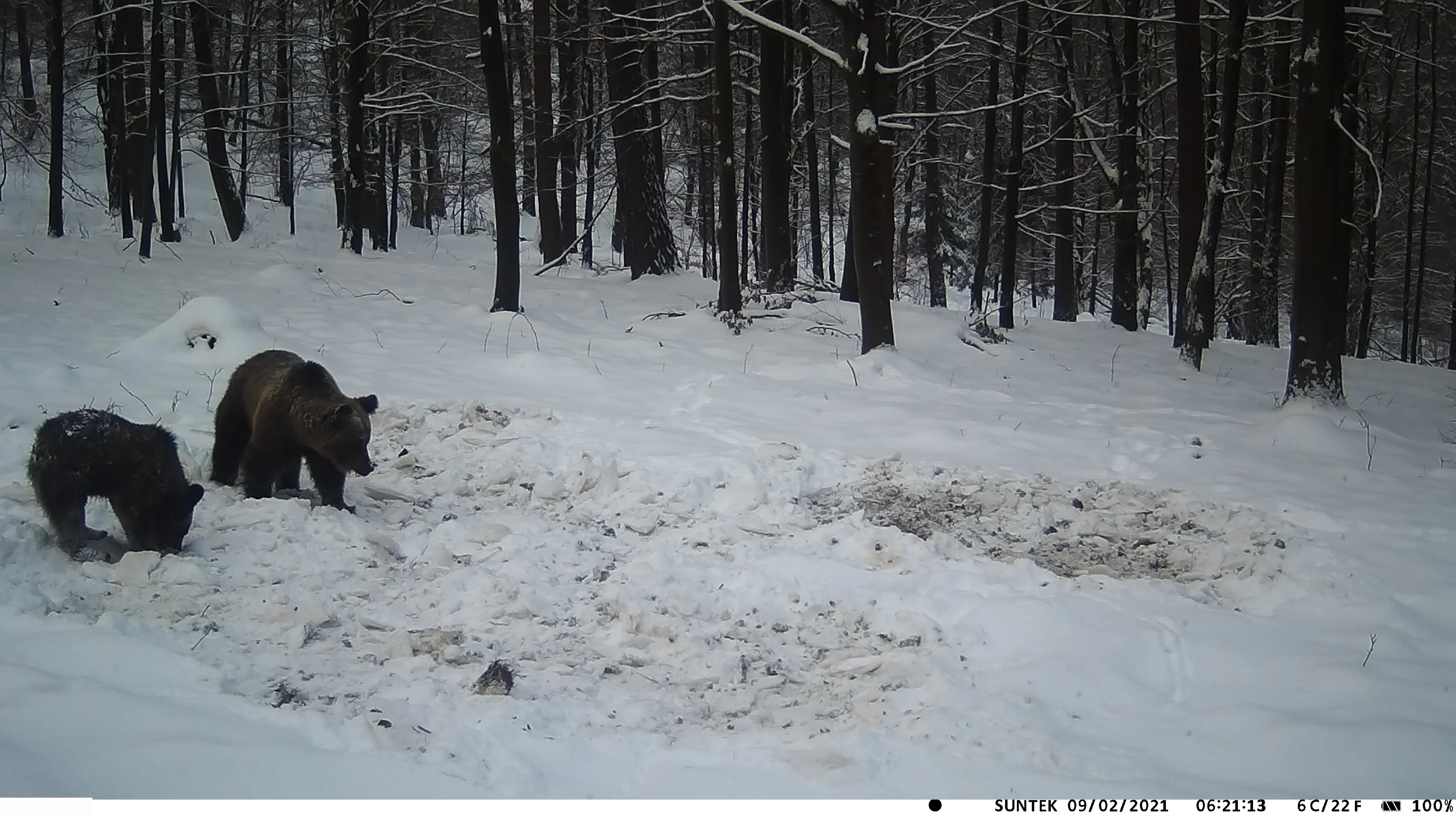 SuntekCam HC-900 Pro 4G LTE Trail Camera with App Control