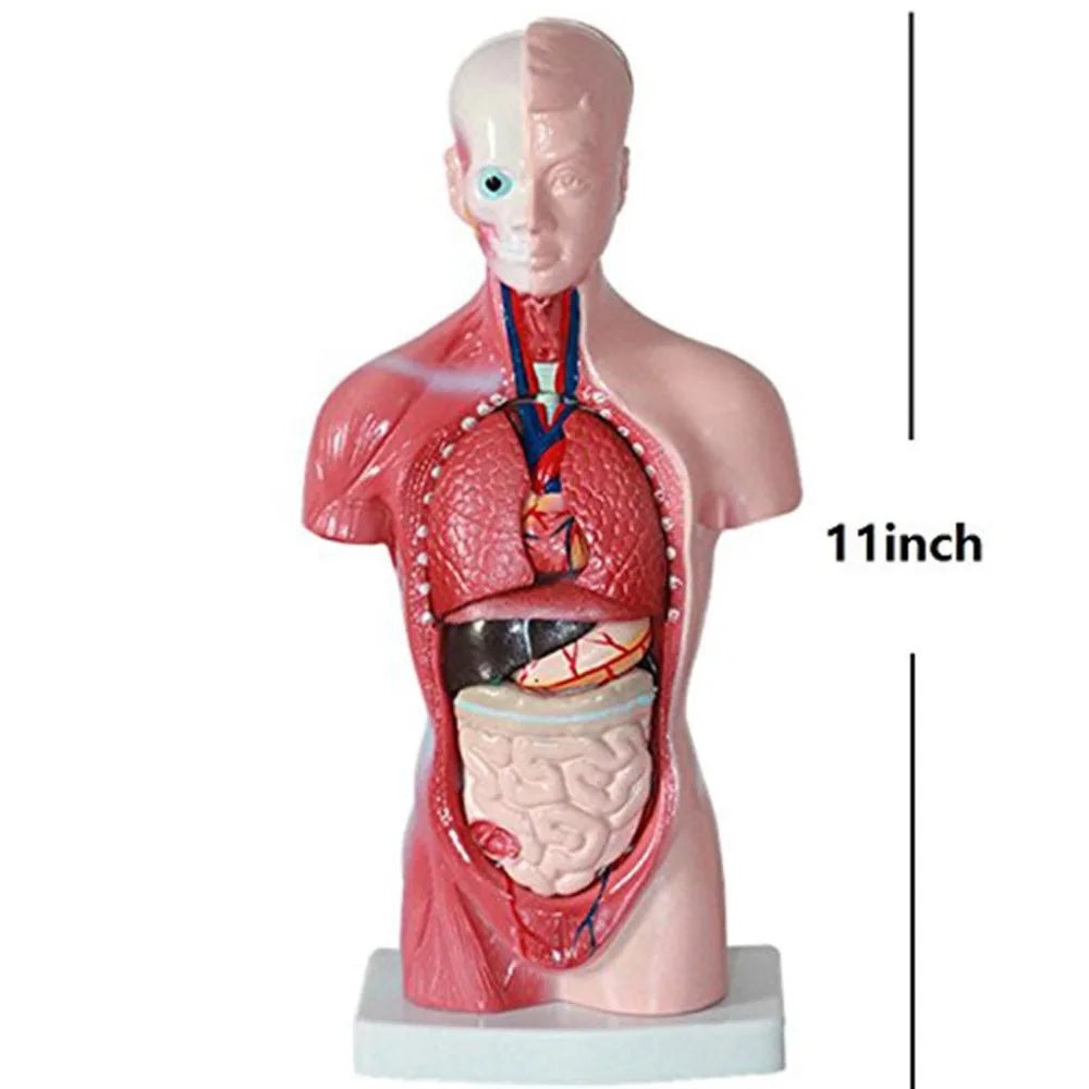 Modello anatomico del torso umano - 15 parti, 28 cm