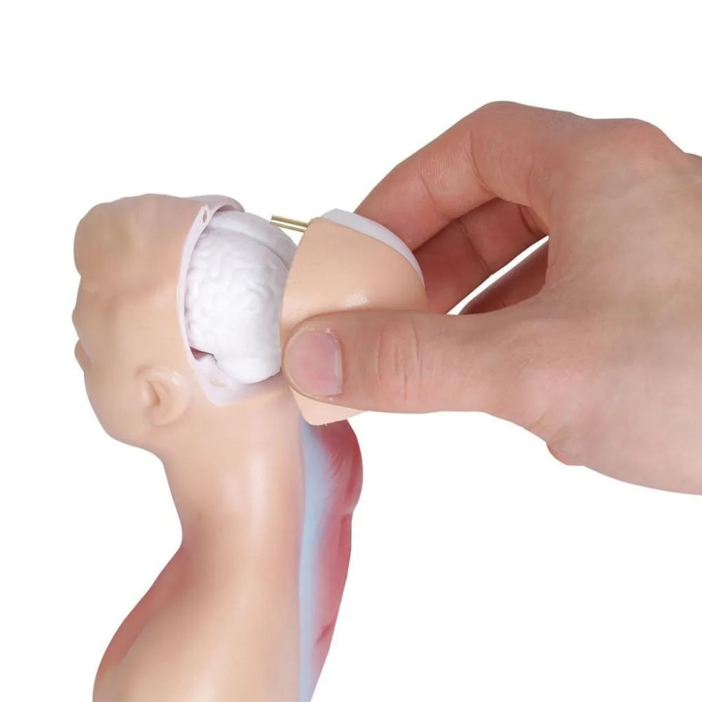 Modello anatomico del torso umano - 15 parti, 28 cm