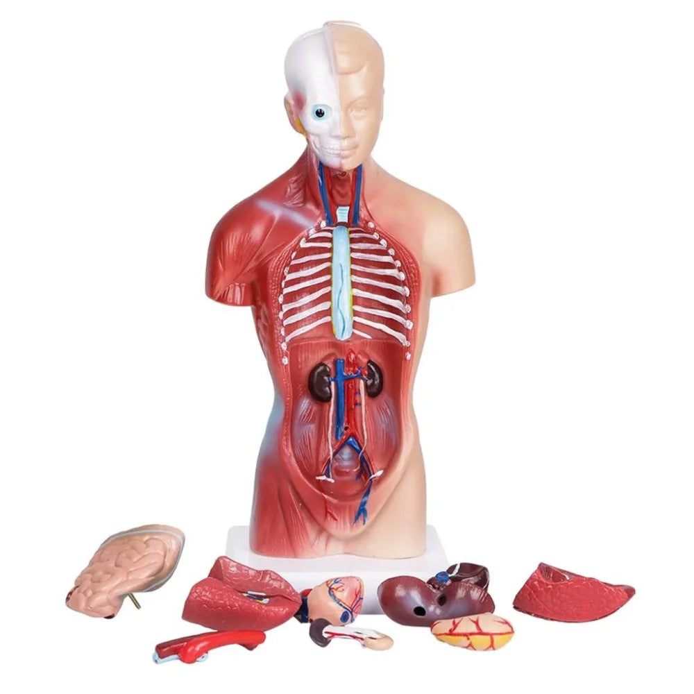 Modello anatomico del torso umano - 15 parti, 28 cm