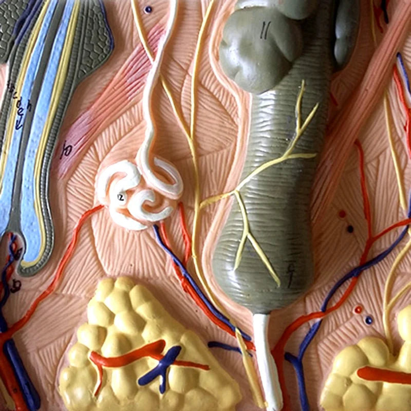 Model de predare de anatomie mărită a pielii și a părului