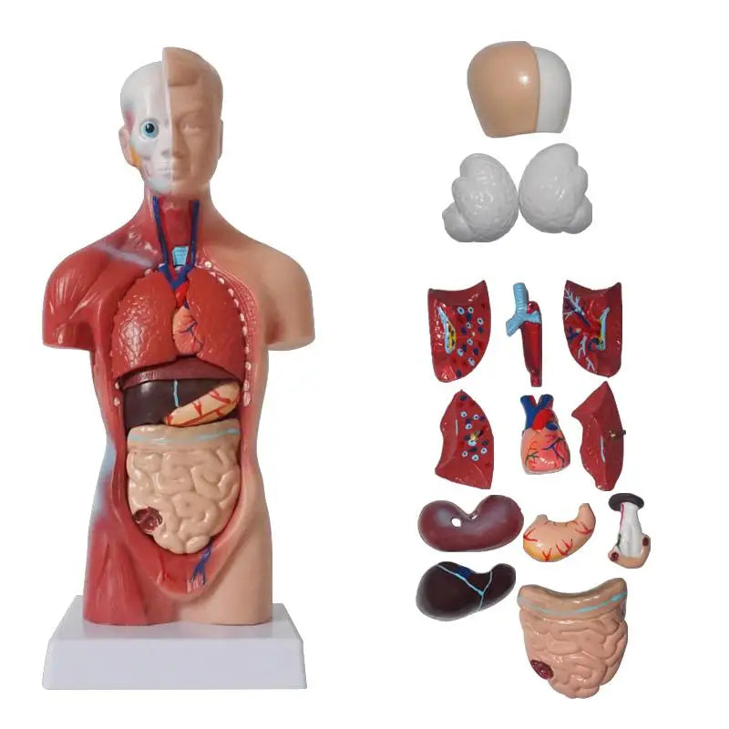 Modello anatomico del torso umano - 15 parti, 28 cm