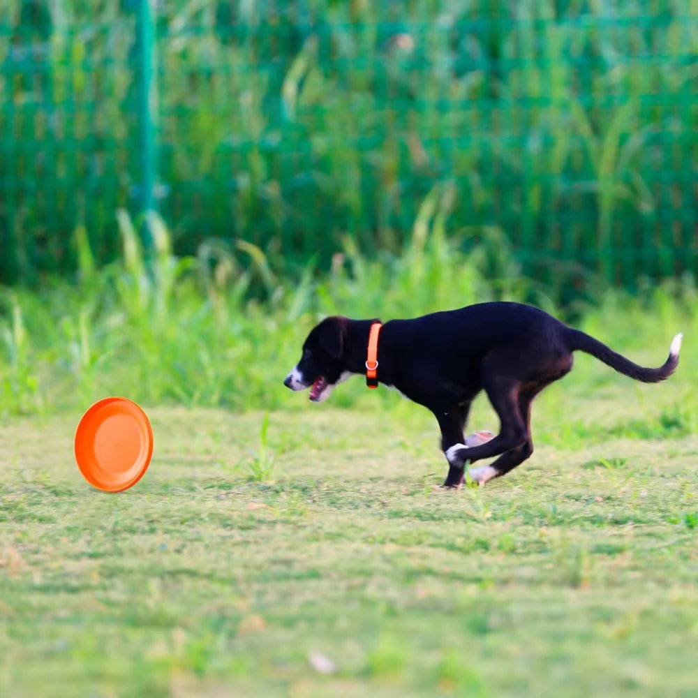Round PE Dog Training Disc for Fetch Games