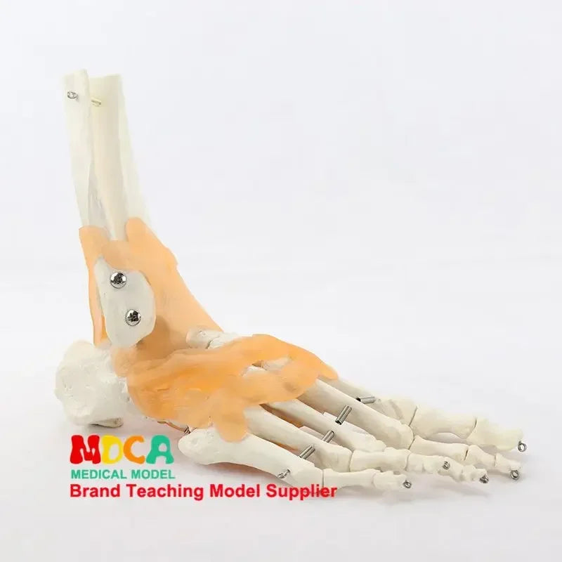 Foot and Ankle Anatomy Teaching Model