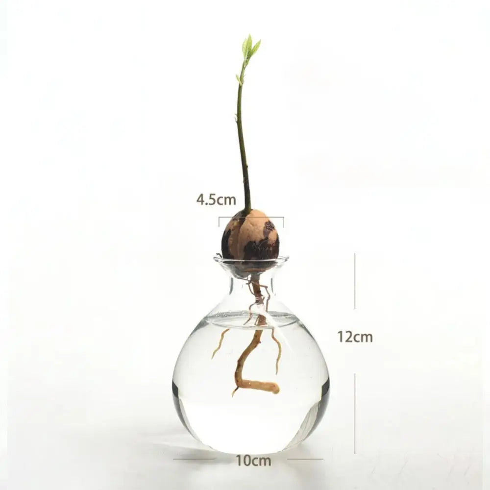 Glass Avocado-Seed Starter Vase, Shape Options