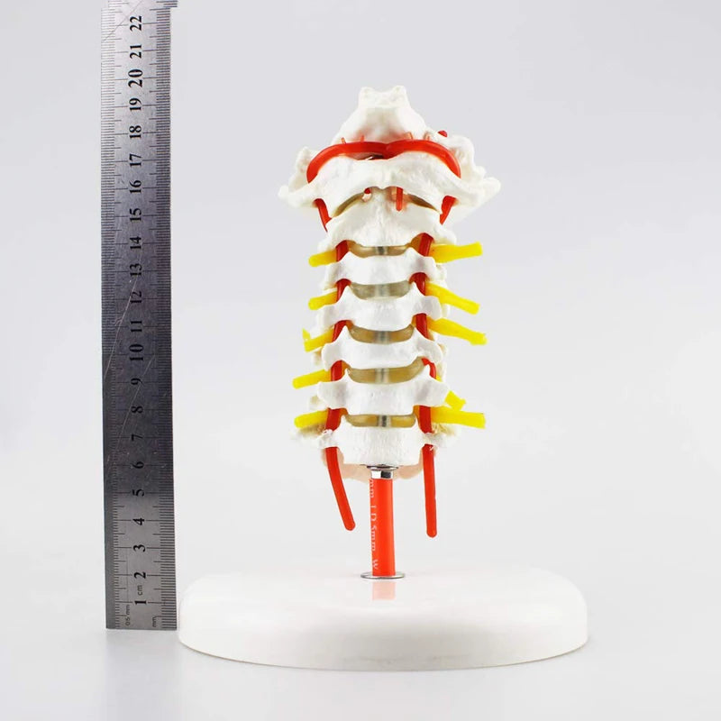 Cervical Spine Anatomy Model with Artery Detail