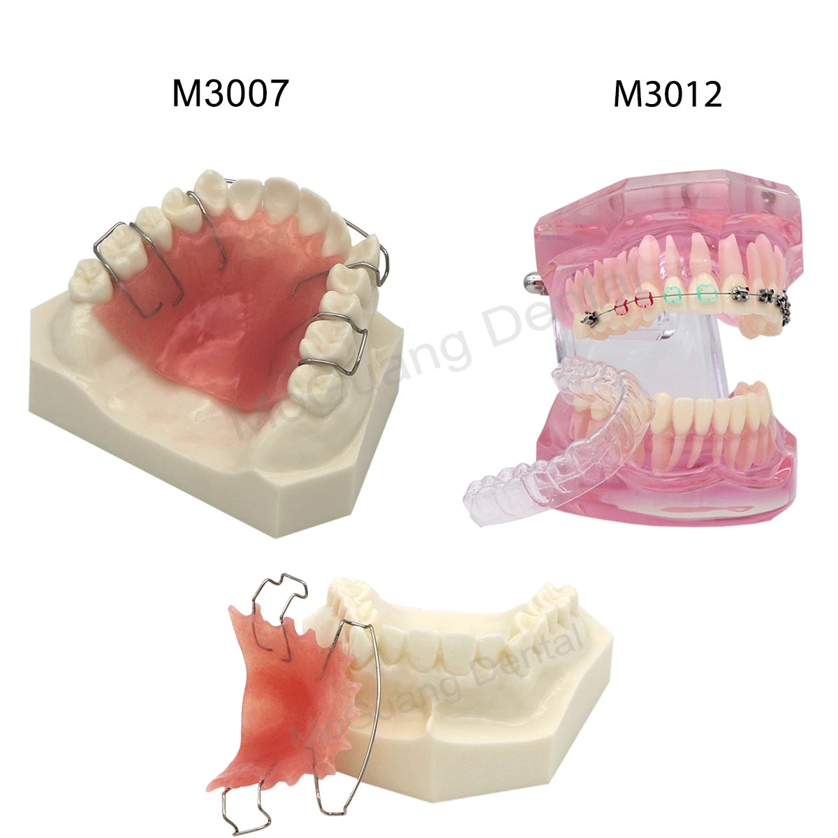 Dental Orthodontic Teaching Models and Cheek Simulator Options