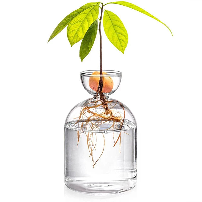Glass Avocado Seed Starter Vase