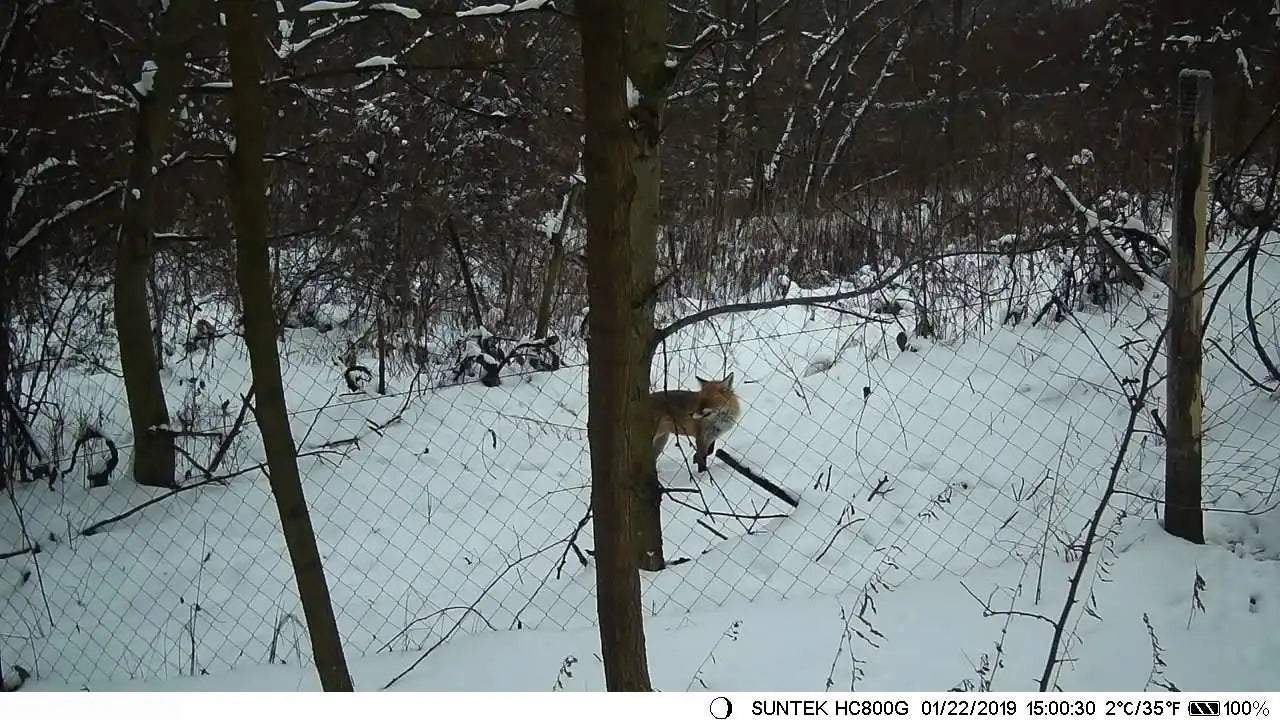 20MP Trail Camera Dual Pack with 5000mAh Battery & Night Vision