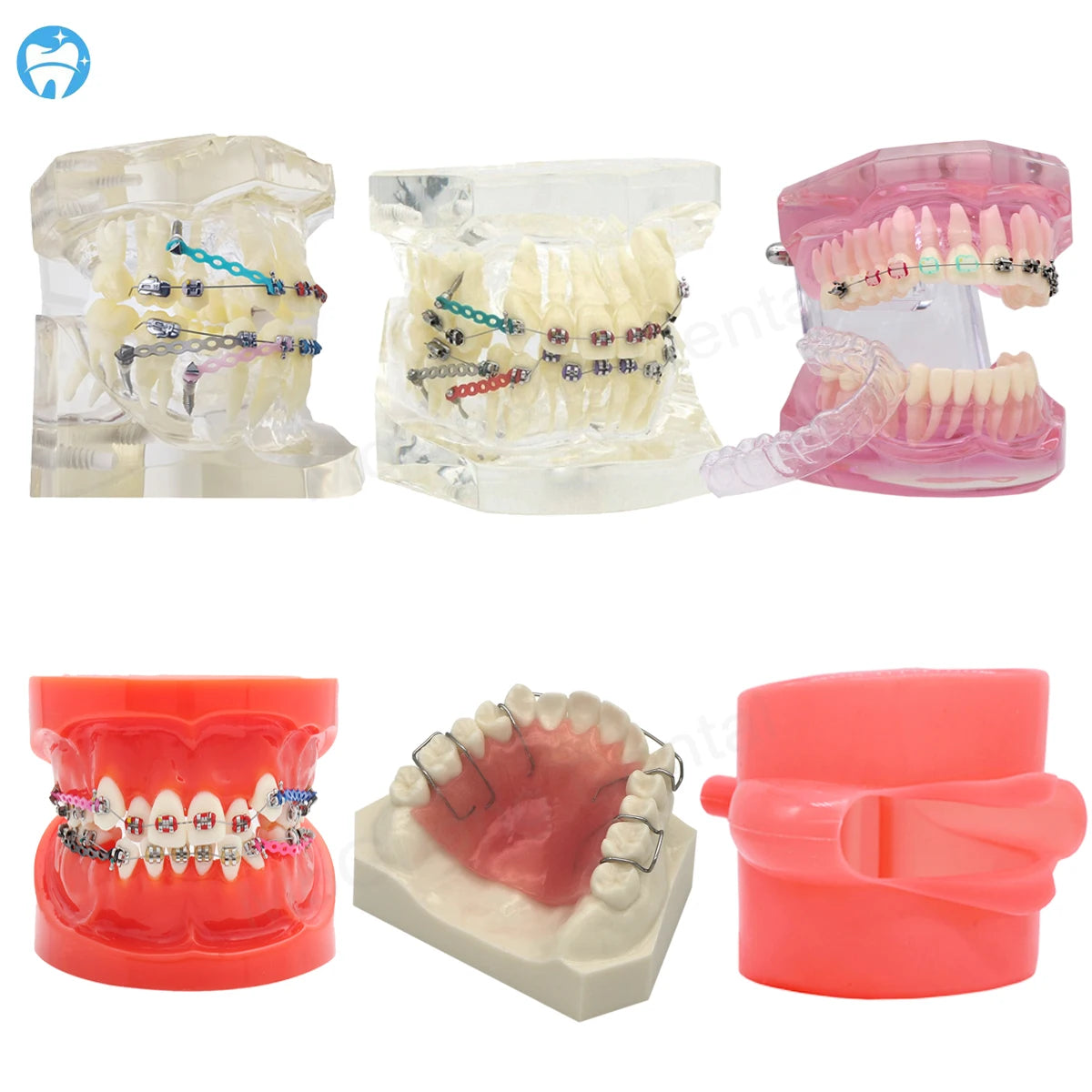 Dental Orthodontic Teaching Models and Cheek Simulator Options