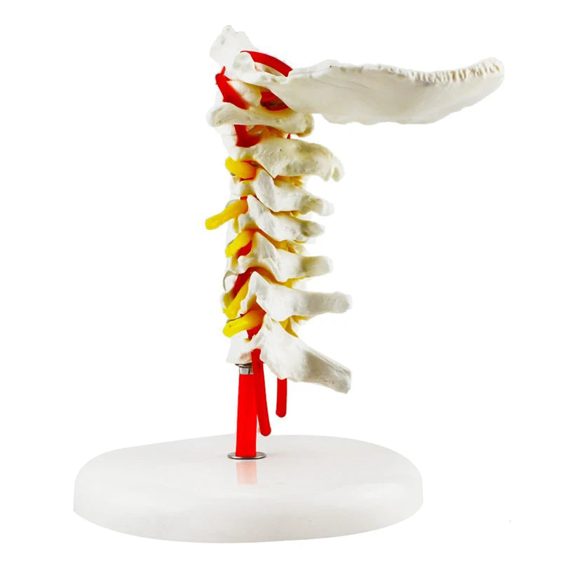 Cervical Spine Anatomy Model with Artery Detail