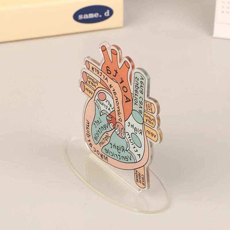 Acrylic Heart Anatomy Display with Clear Stand