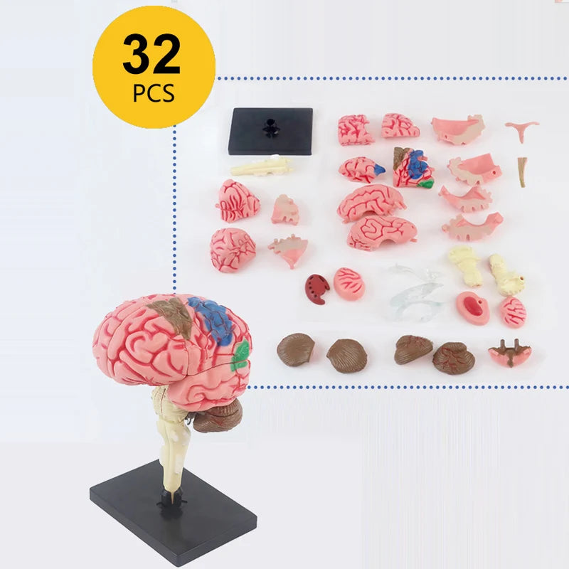 Assembly Anatomy Model, Brain or Eye Option