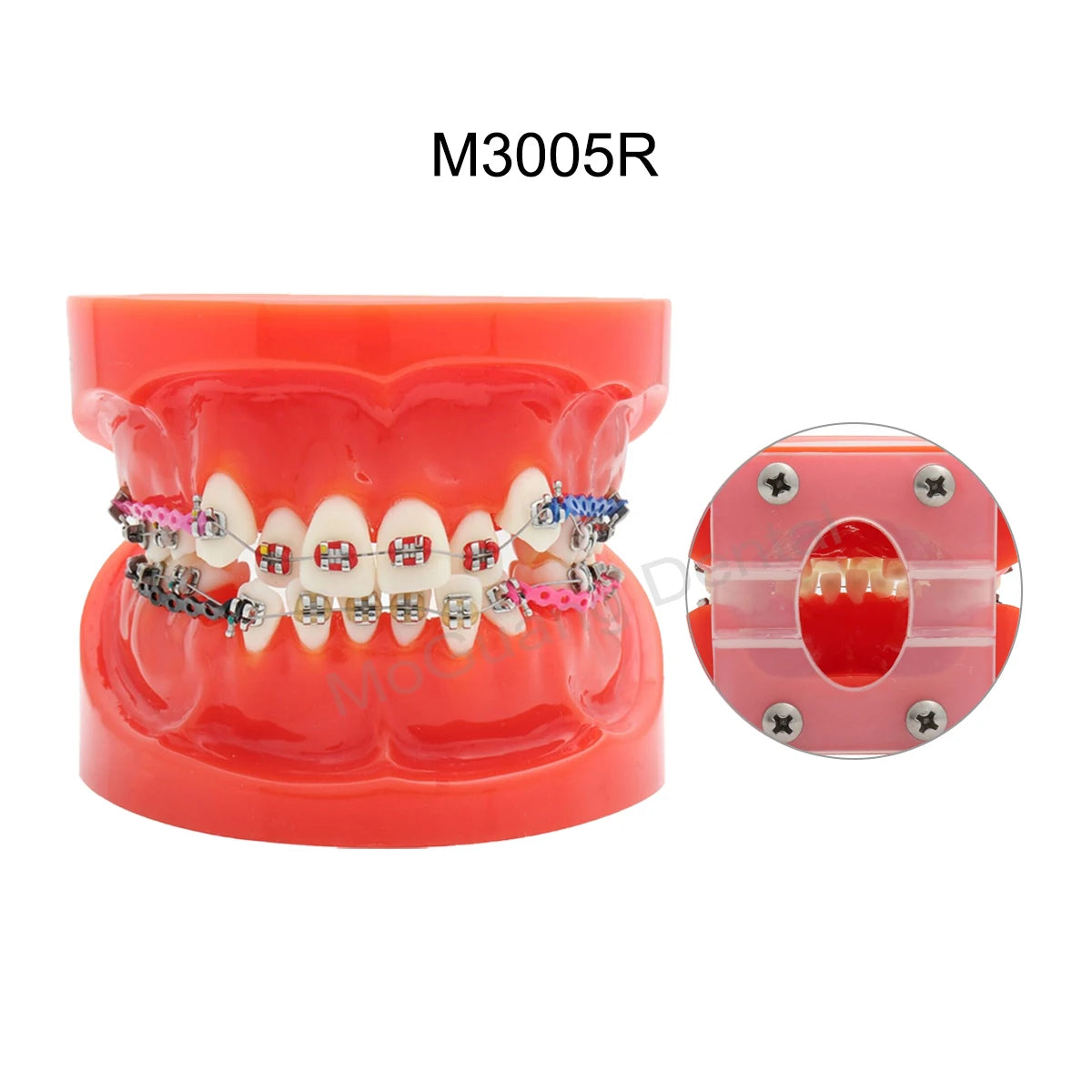 Dental Orthodontic Teaching Models and Cheek Simulator Options