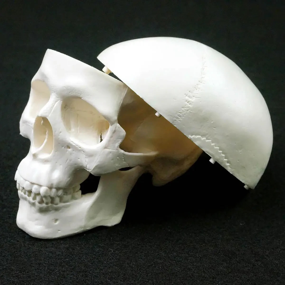 Mini model anatomie lidské lebky