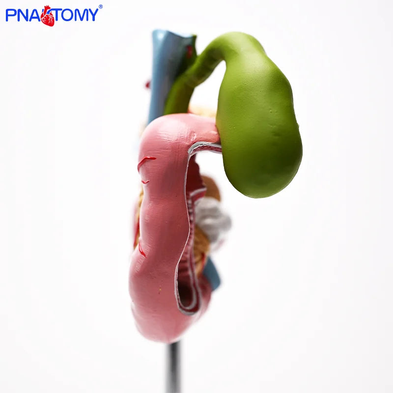 Gallbladder, Pancreas and Duodenum Pathology Teaching Model