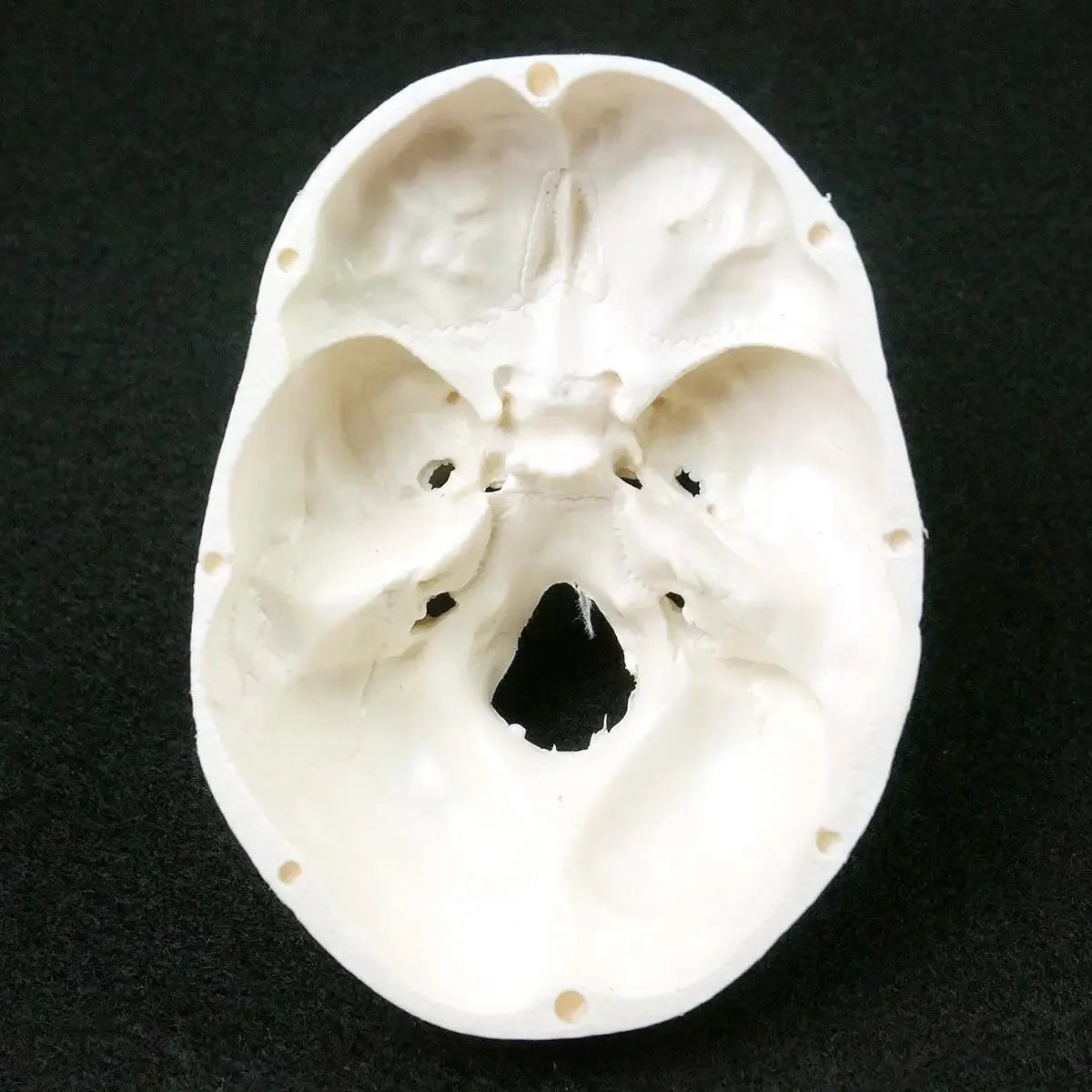 Mini model anatomie lidské lebky