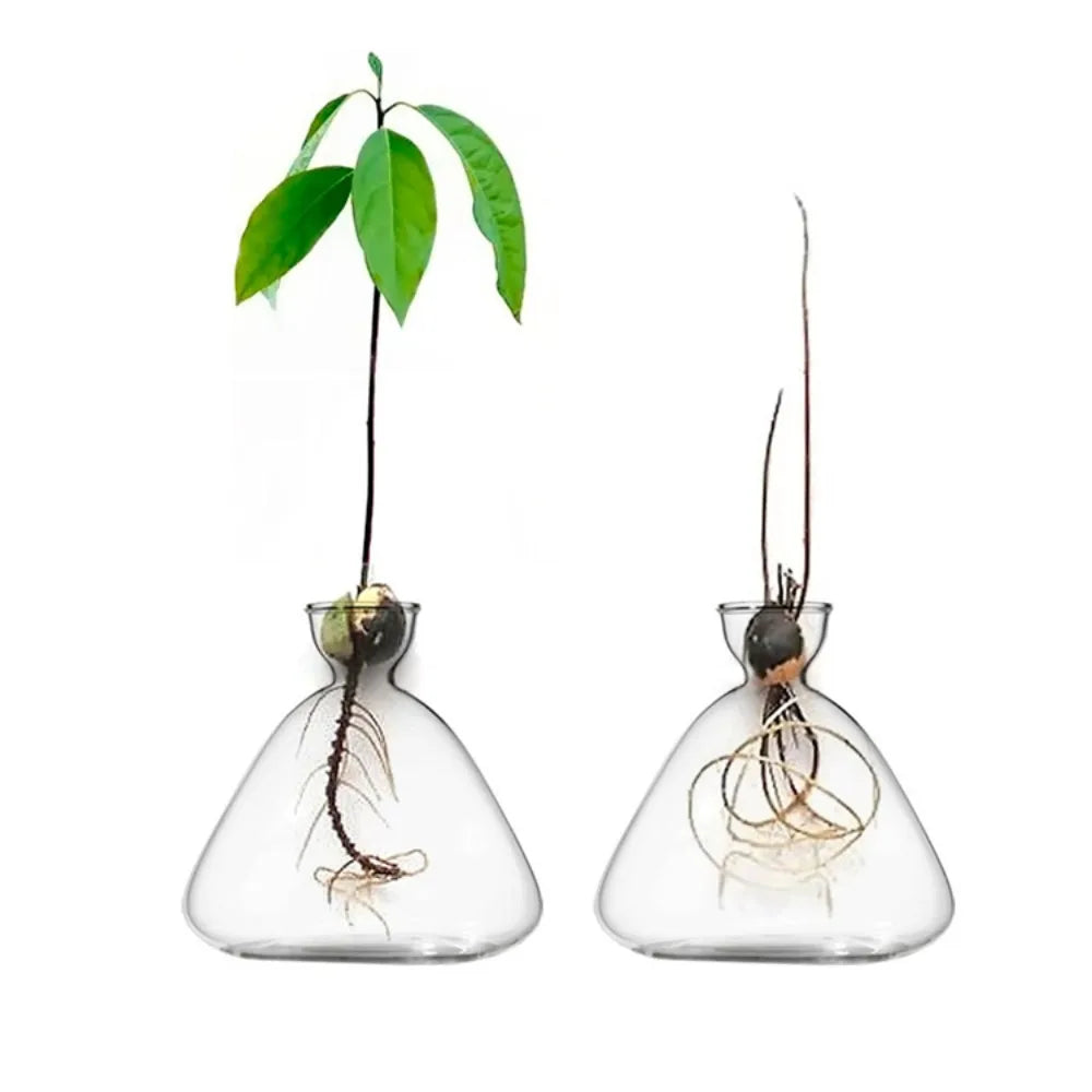 Glass Avocado-Seed Starter Vase, Shape Options