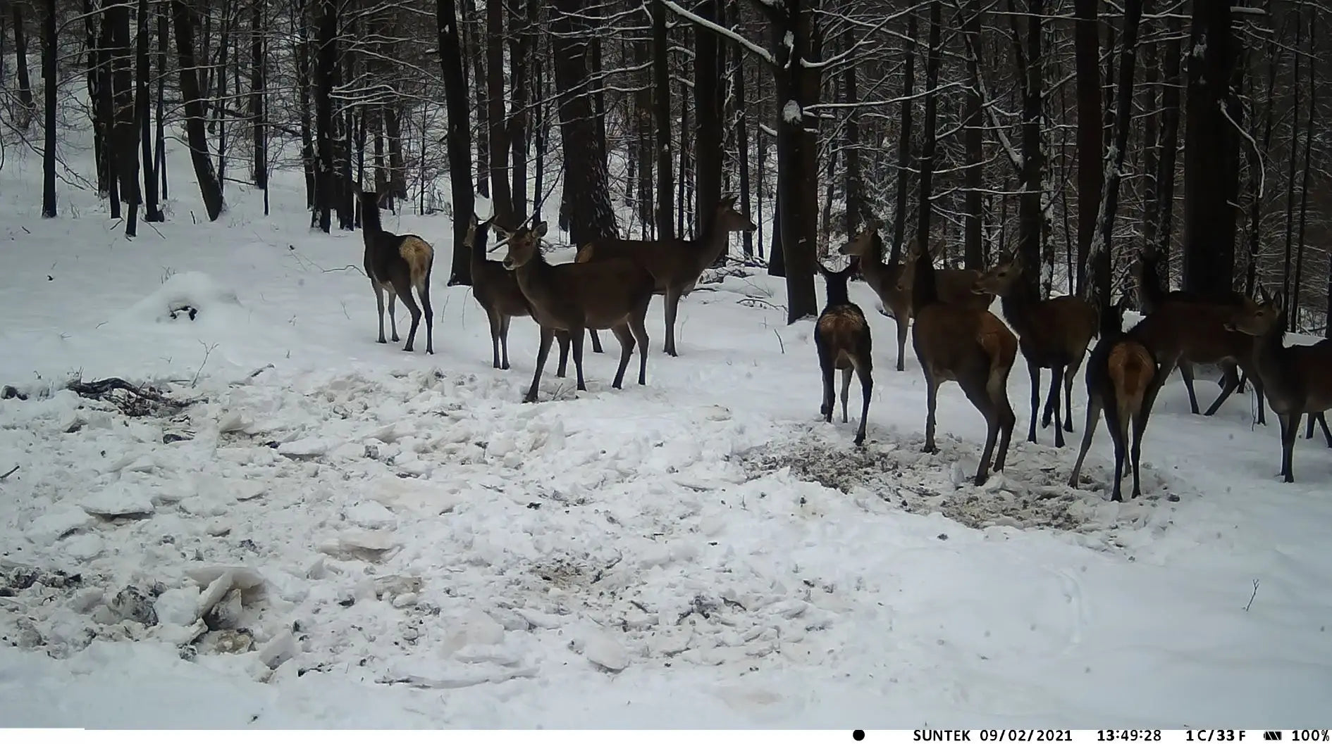 4K 30fps Live Stream APP Clould Service Hunting Trail Camera 8*1.5V AA Battery 4G 30MP 940nm Night Vision Cameras HC940PRO