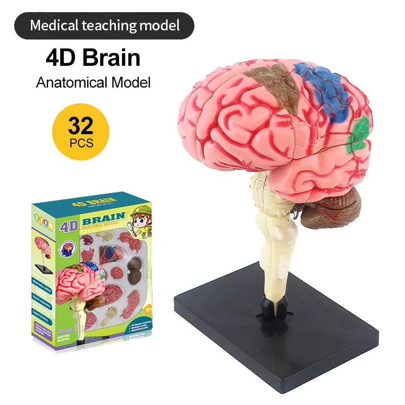 Assembly Anatomy Model, Brain or Eye Option