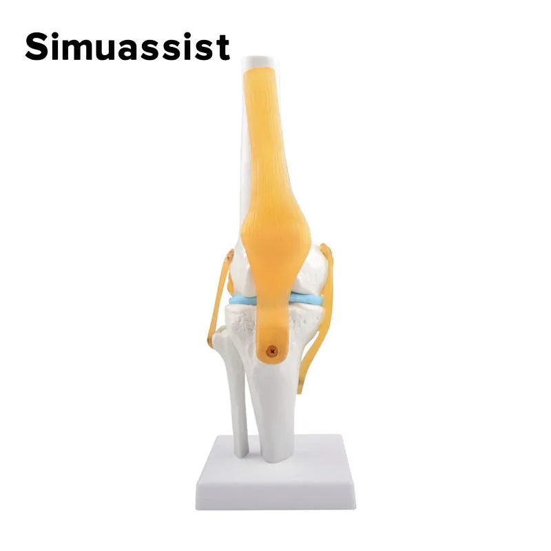 Luonnonkokoinen joustava polvinivelen anatomiamalli