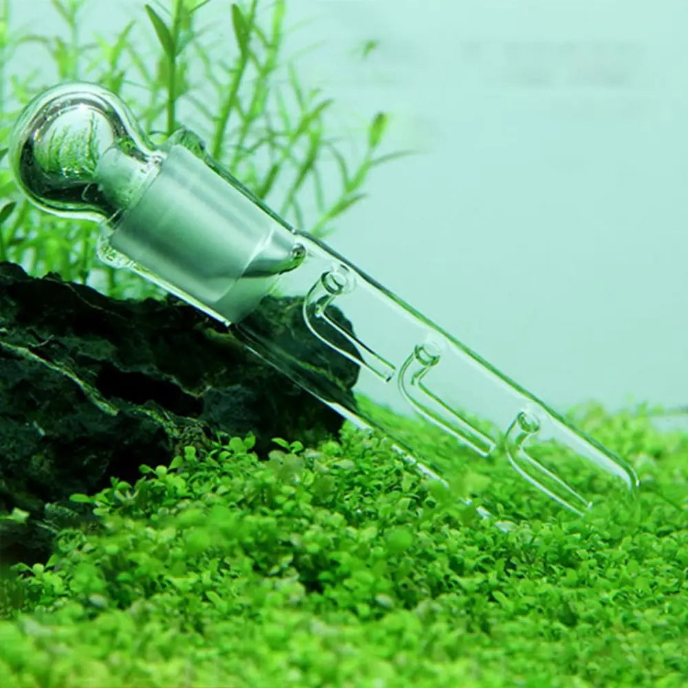 Clear Aquarium Planaria Trap