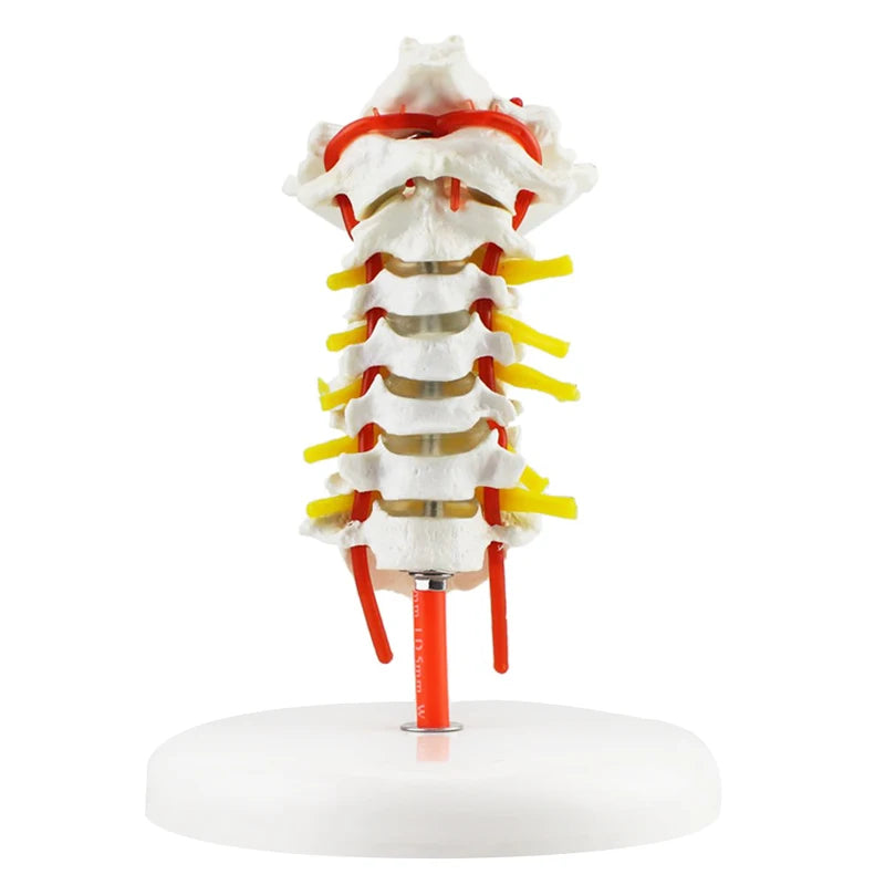 Cervical Spine Anatomy Model with Artery Detail