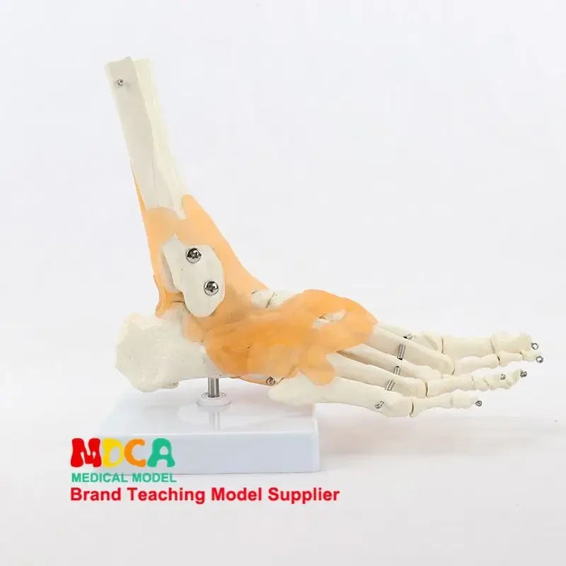 Foot and Ankle Anatomy Teaching Model