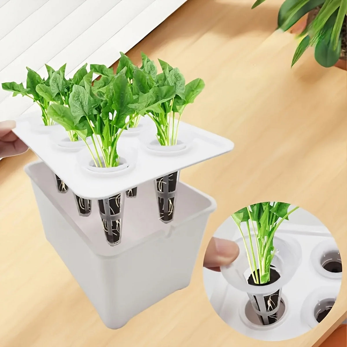Six-Cup Hydroponic Seedling Box