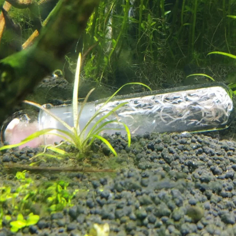 Trappola chiara per planaria d’acquario – Foro opzioni