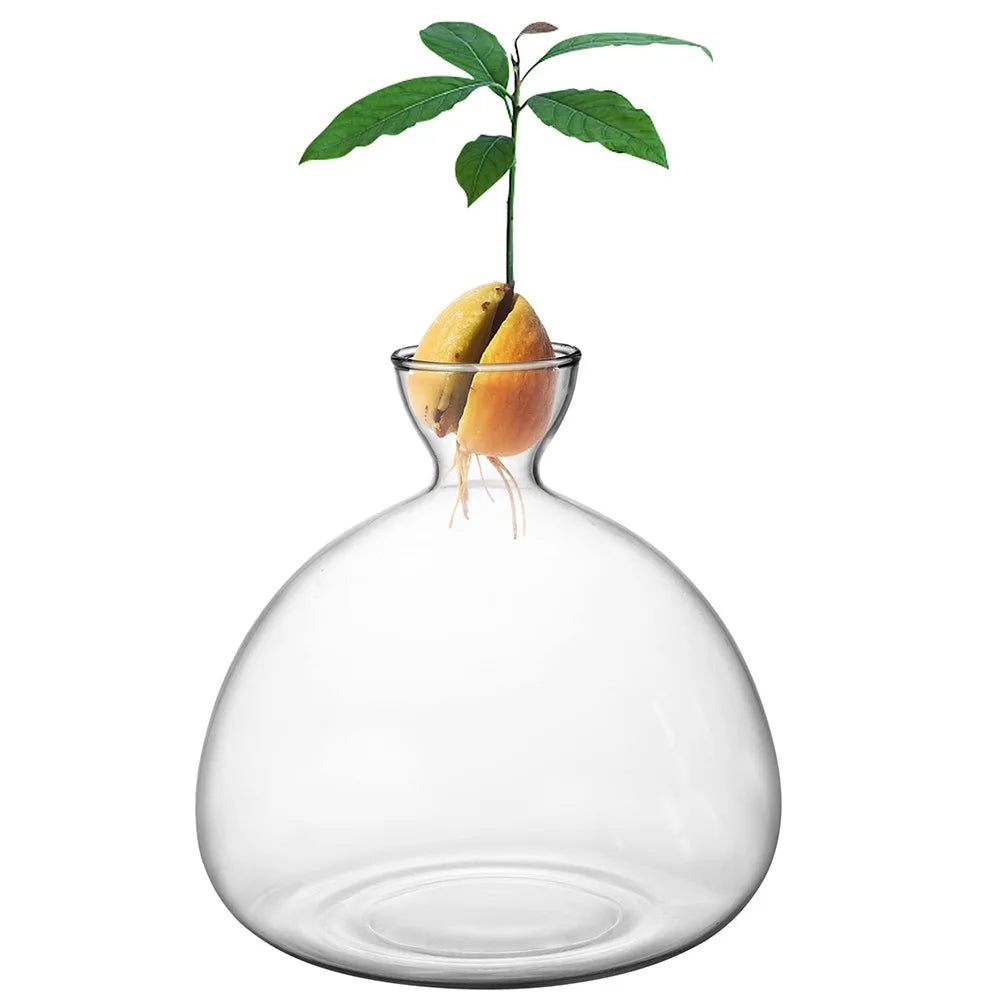 Glass Avocado-Seed Starter Vase, Shape Options