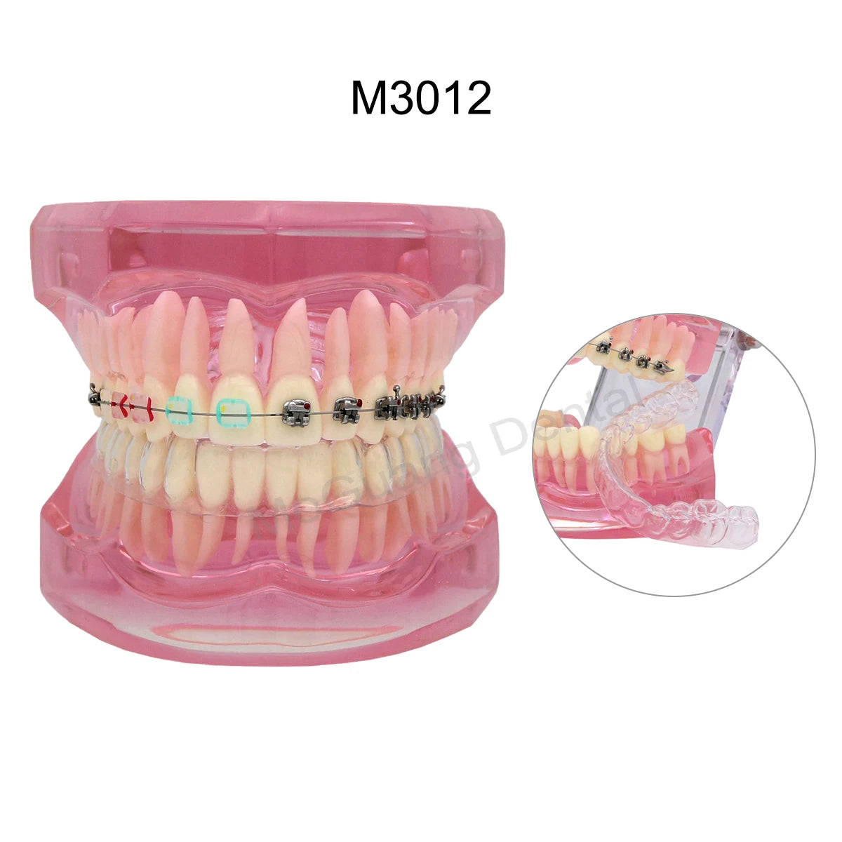 Dental Orthodontic Teaching Models and Cheek Simulator Options