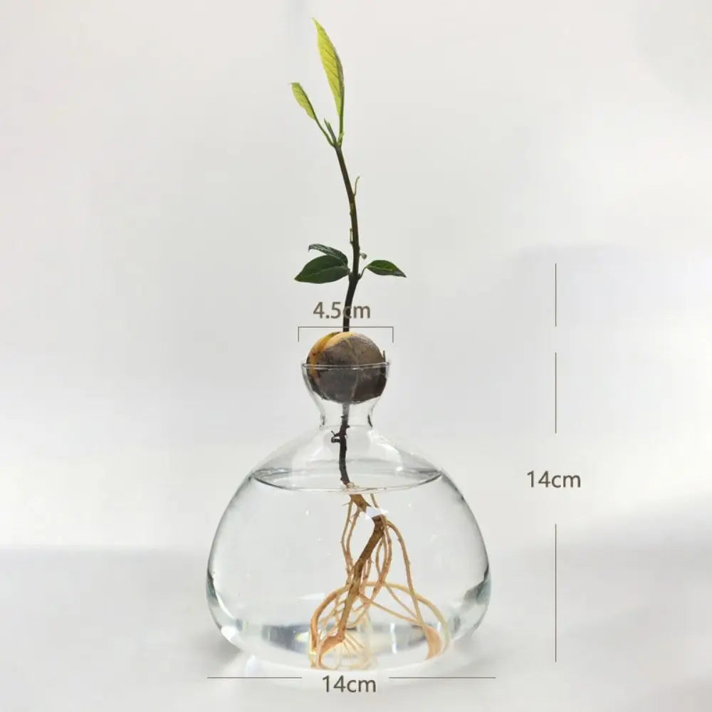 Glass Avocado-Seed Starter Vase, Shape Options