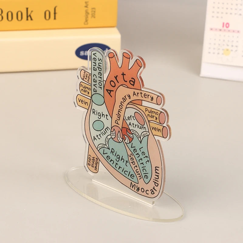 Acrylic Heart Anatomy Display with Clear Stand