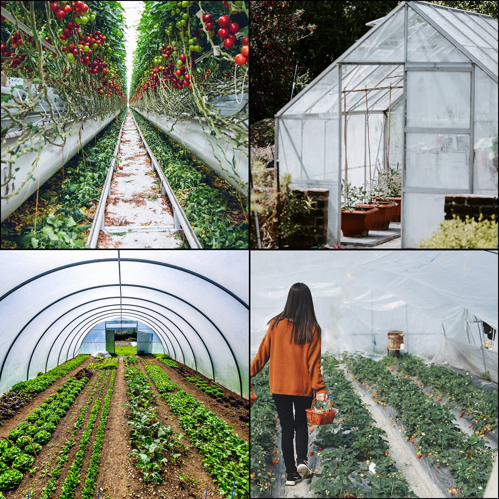 UV Resistant Polyethylene Greenhouse Film Cover 16 x 28 ft