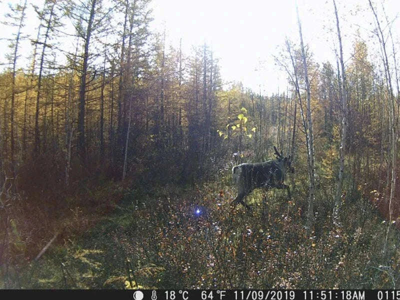 HC801A 20MP 1080P Trail Camera with Night Vision-Default Title