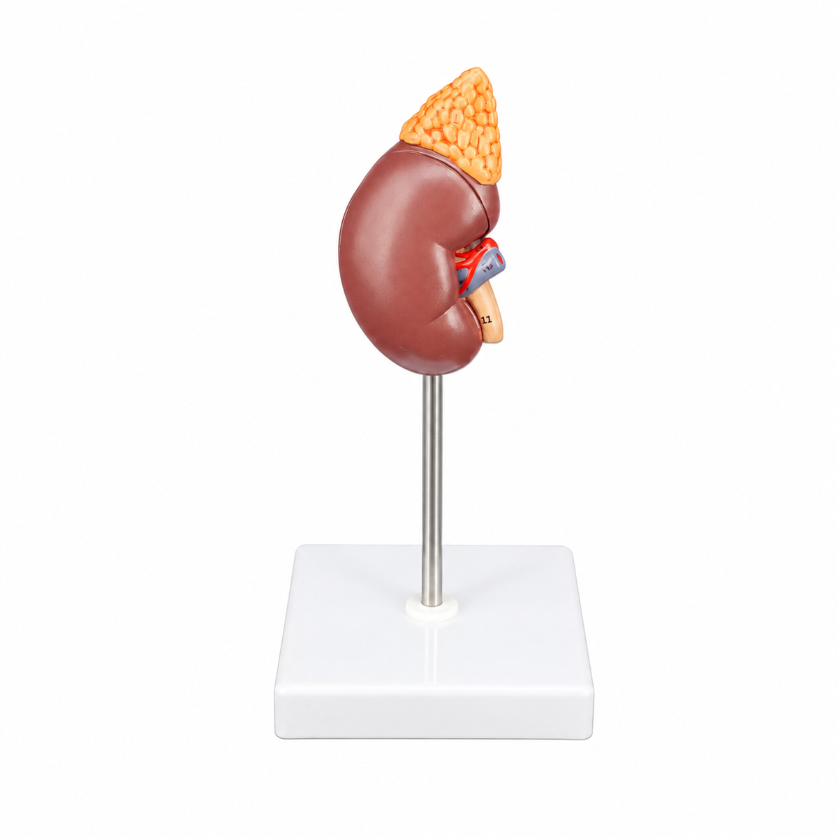 Two-Part Kidney and Adrenal Gland Anatomy Model