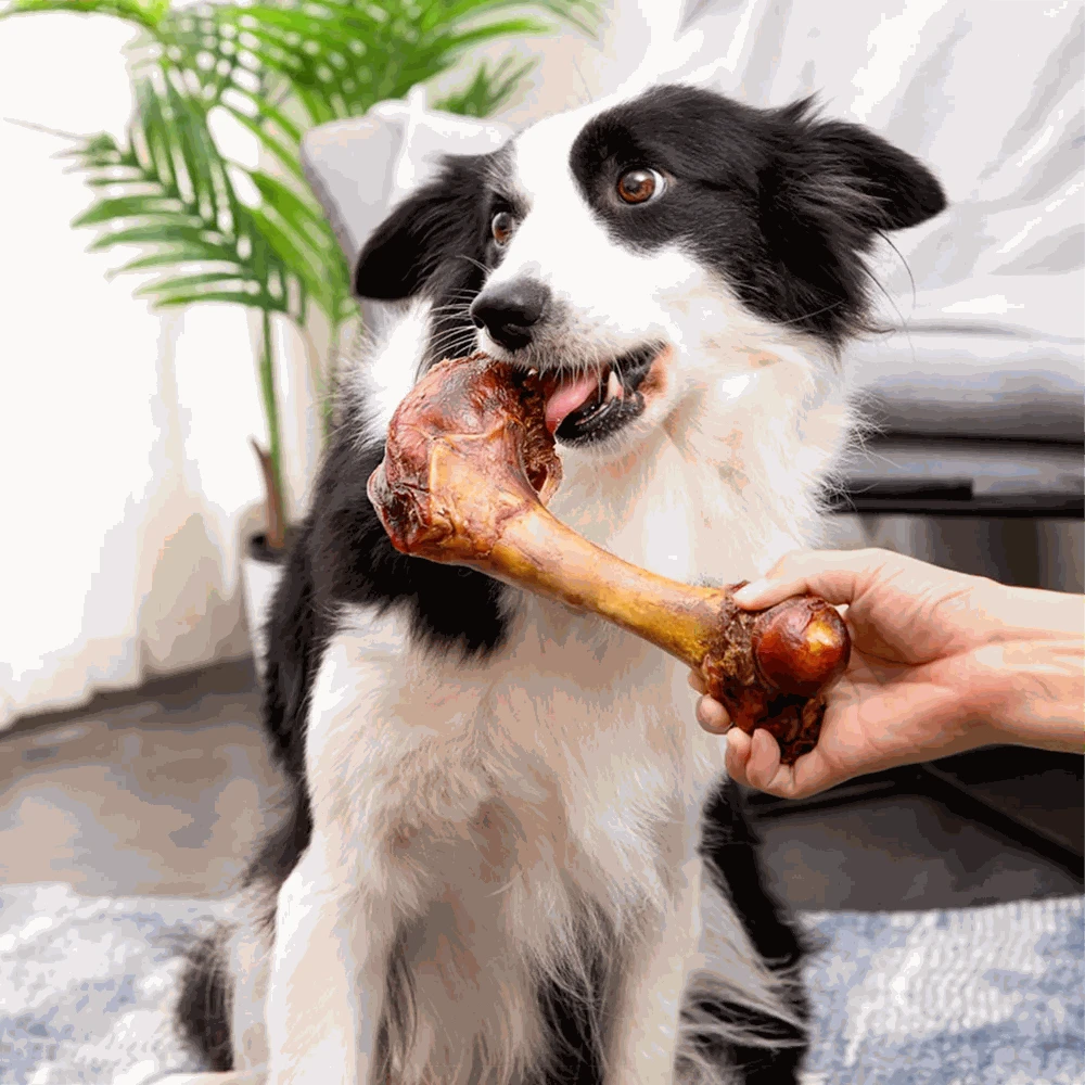 Large Natural Cow Bone Dog Treat 16cm Long, 150–190g Chew-Large Cow Bone / United States