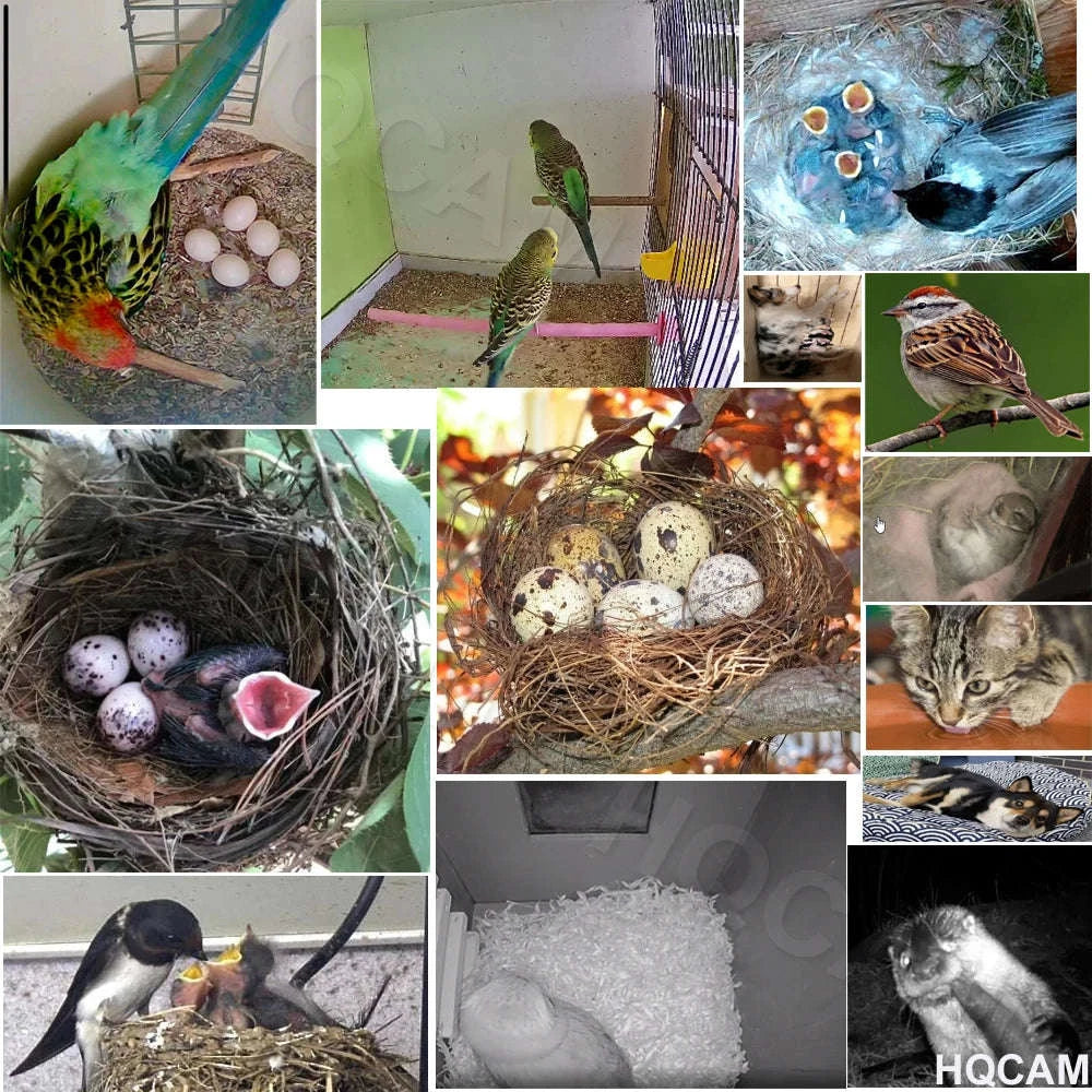 Mini WiFi Birdcage Camera with Night Vision-5MP WIFI POE / 2.8mm