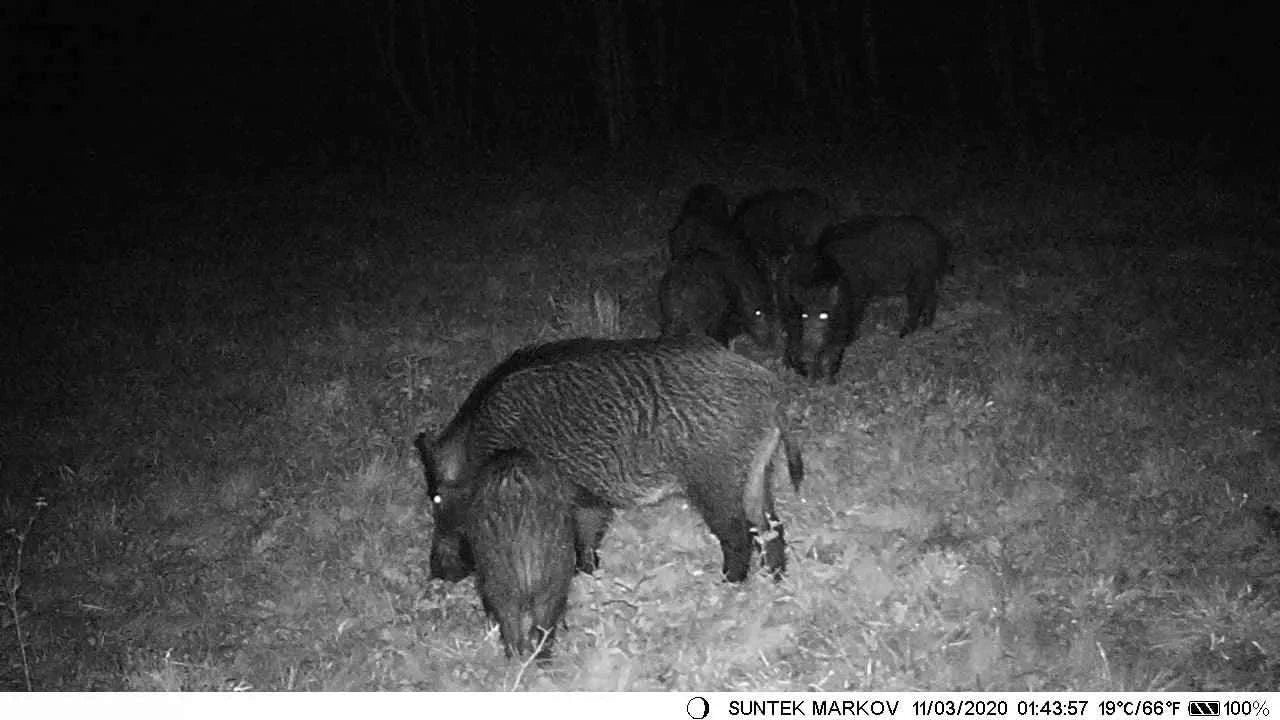 Outdoor Hunting Camera 24MP 1080P with Lithium Battery-Default Title