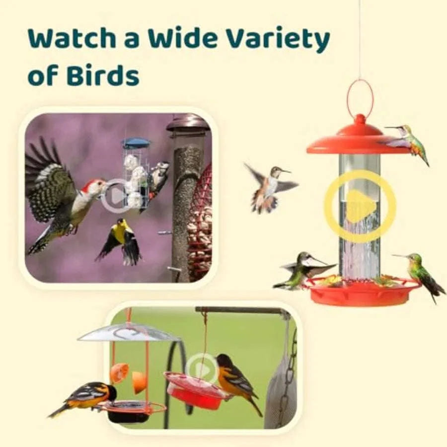 Smart Bird Feeder Camera with Adjustable Brackets for Outdoor Use-United States / aspic