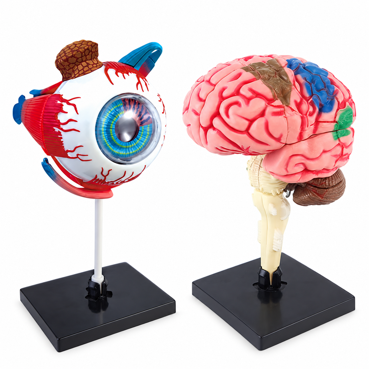 Assembly Anatomy Model, Brain or Eye Option